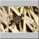 Priocnemis melanosoma - Wegwespe w13b 8mm OS-Hasbergen-Lehmhuegel.jpg